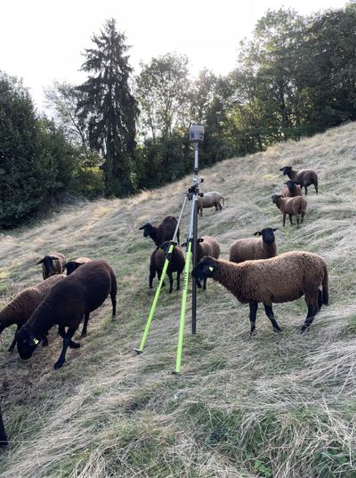 Spezialvermessung auf einer Alp mit Schafen